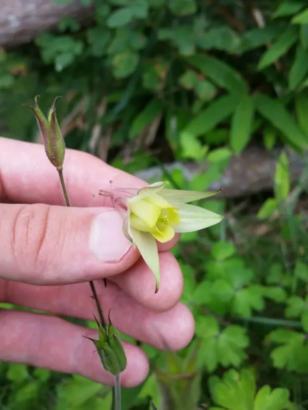 Buerger's columbine