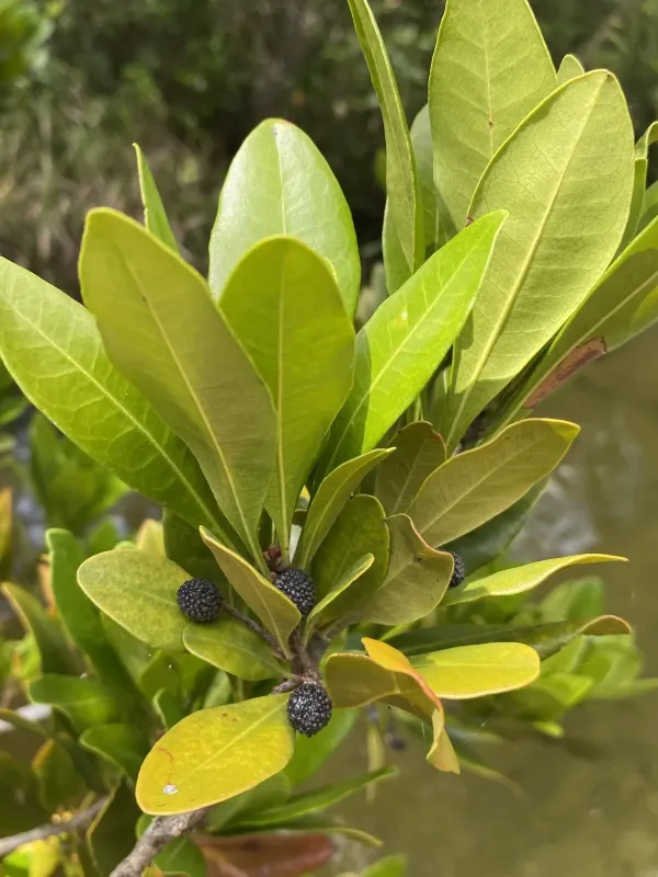 Odorless bayberry