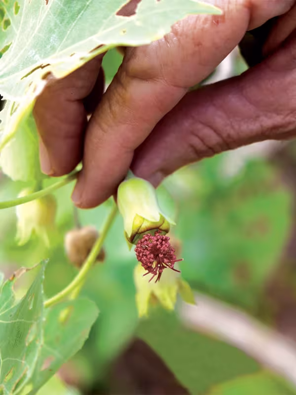 Abutilon eremitopetalum