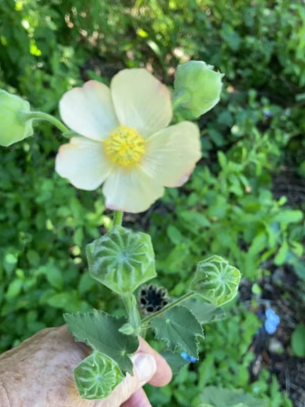 Abutilon hulseanum