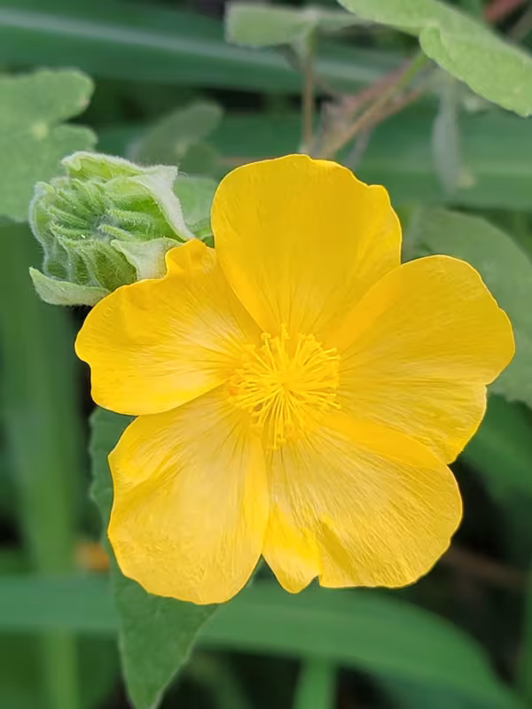 Abutilon hypoleucum
