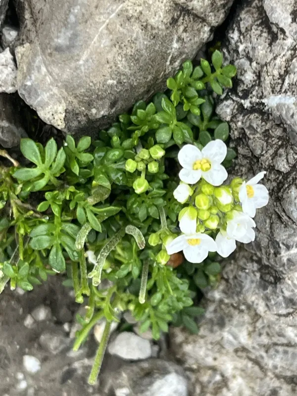 Chamois cress