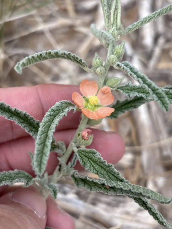 Sphaeralcea cuspidata