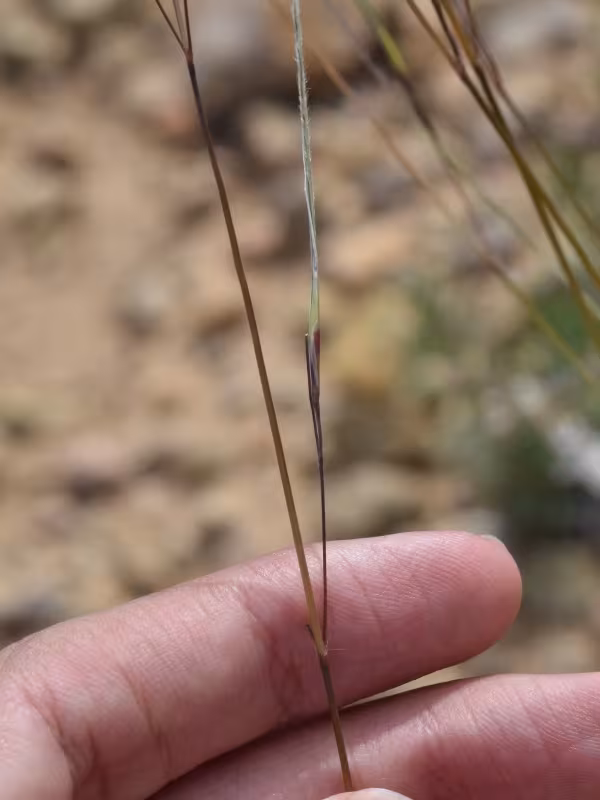 Bearded feather grass