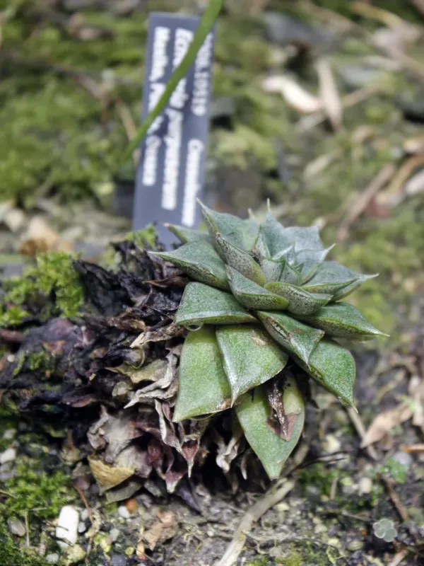 Echeveria purpusiorum