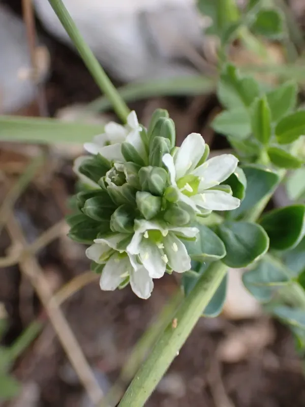 Telephium imperati