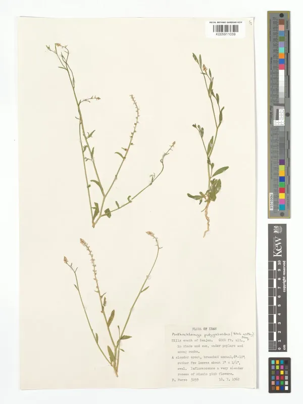 Anthochlamys polygaloides