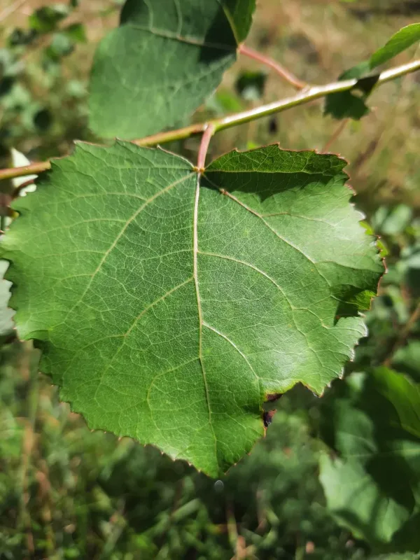 Wettstein poplar