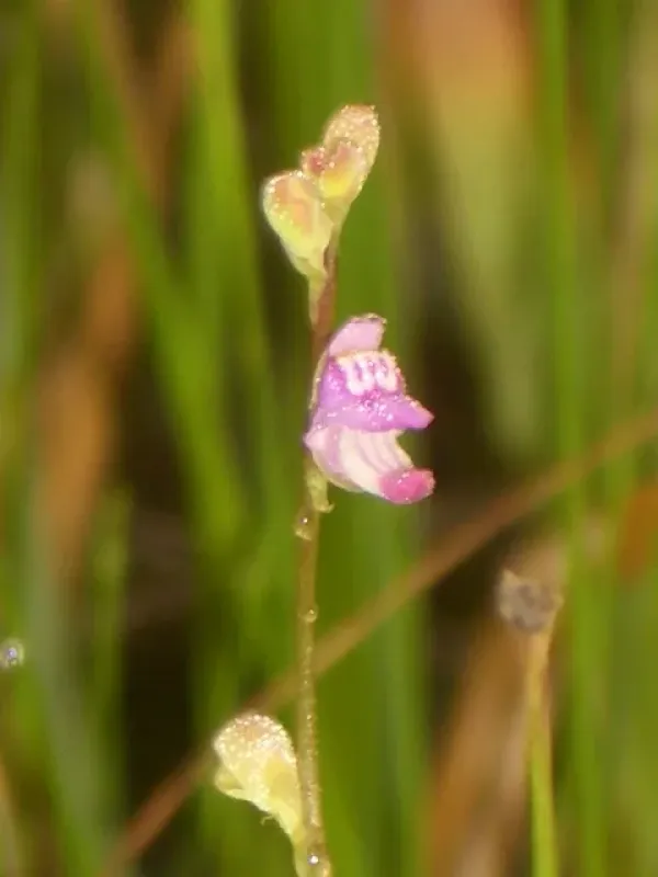 Utricularia racemosa