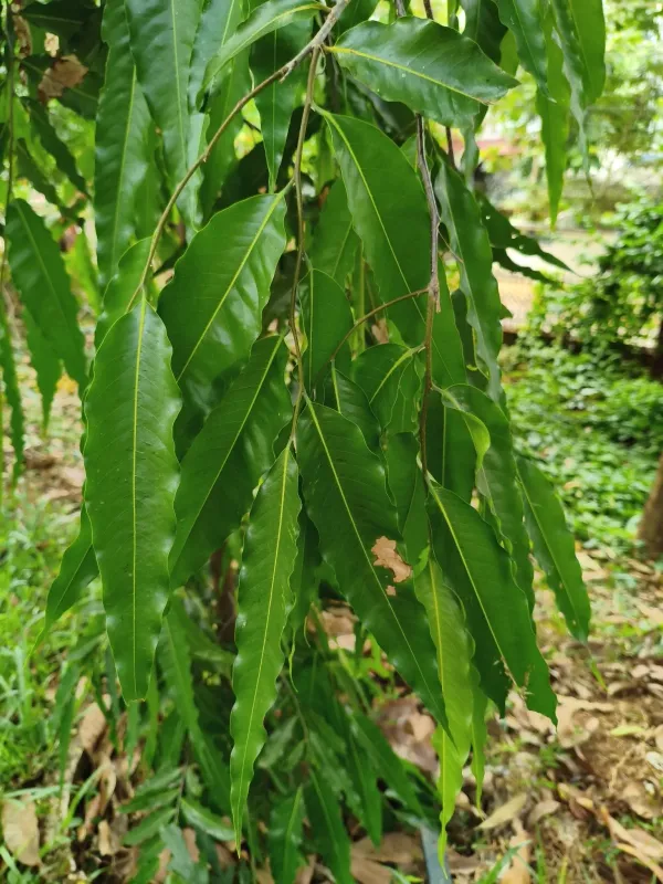 Mast Tree