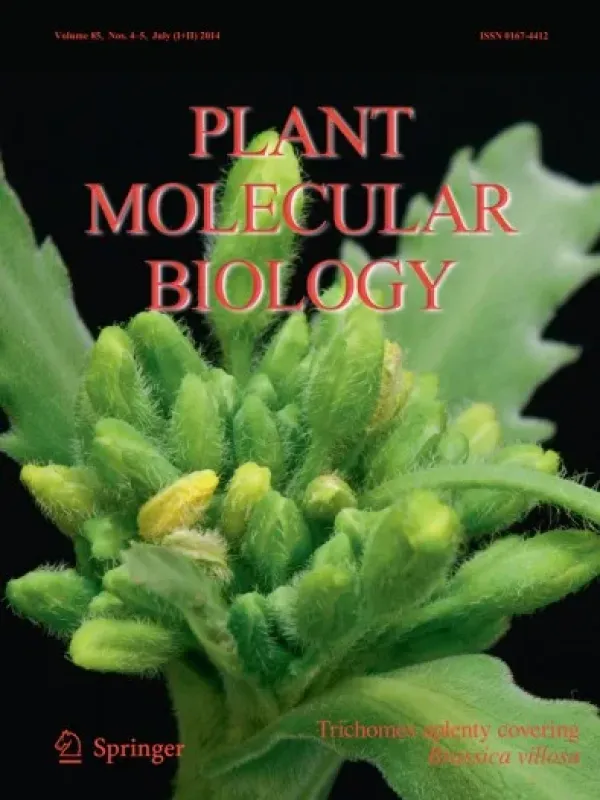 Brassica villosa
