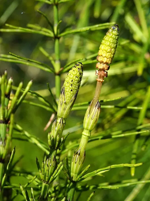 Font-Quer's Horsetail
