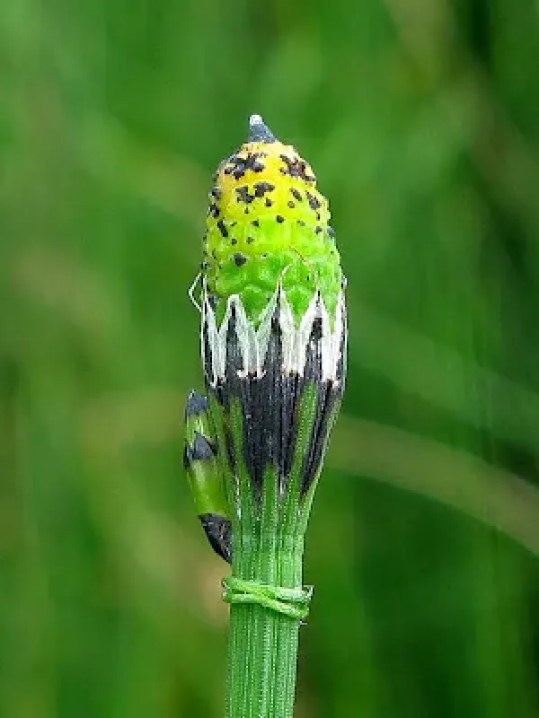 Willmott's horsetail