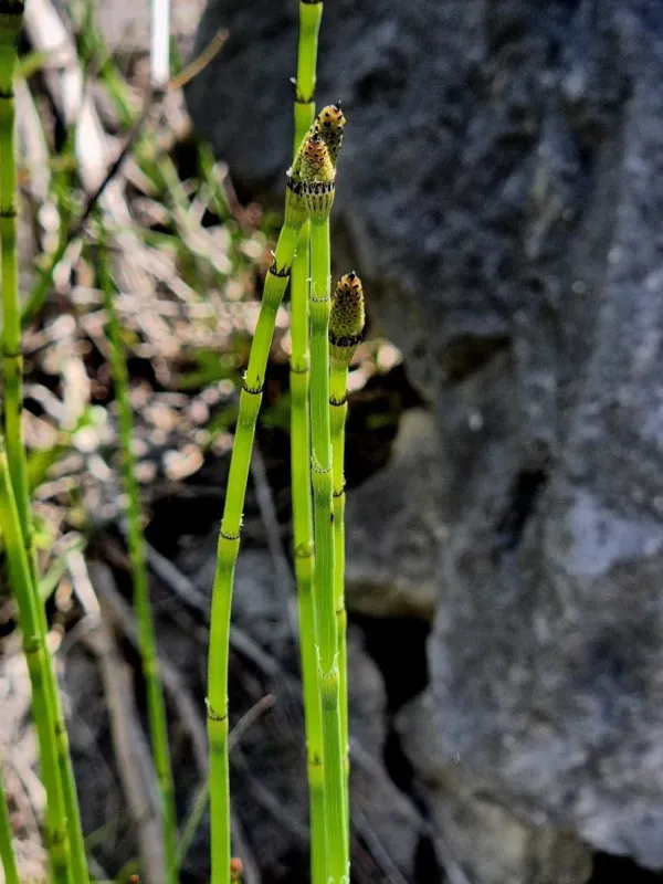 Moore's horsetail