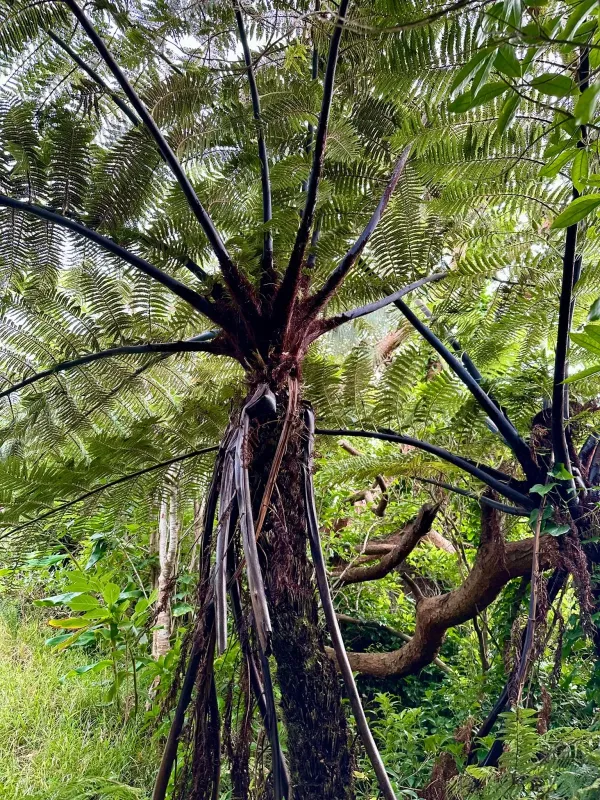 Sphaeropteris