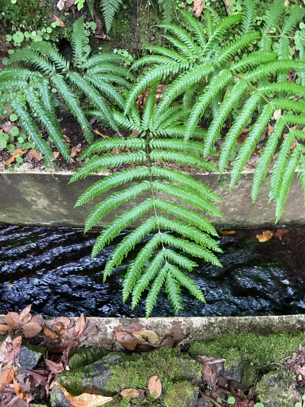 Pteris incompleta