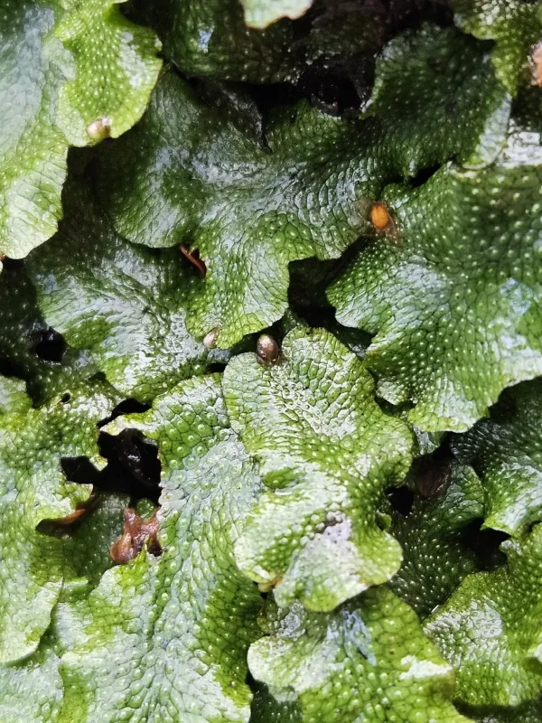 Conocephalum conicum