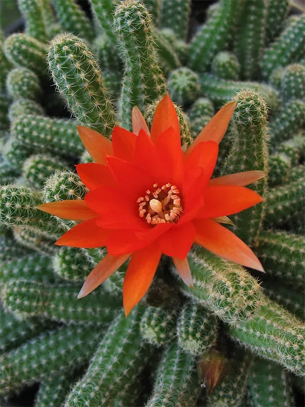 Echinopsis chamaecereus