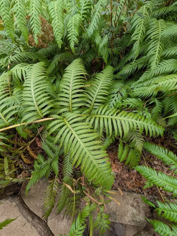 Woodwardia radicans