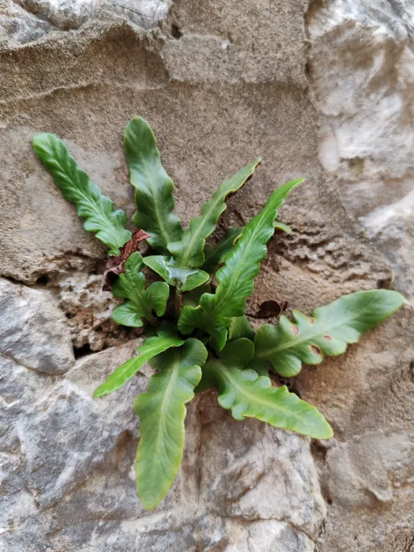 Asplenium hybridum