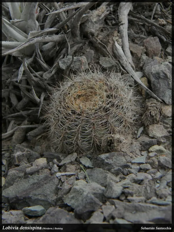 Echinopsis densispina
