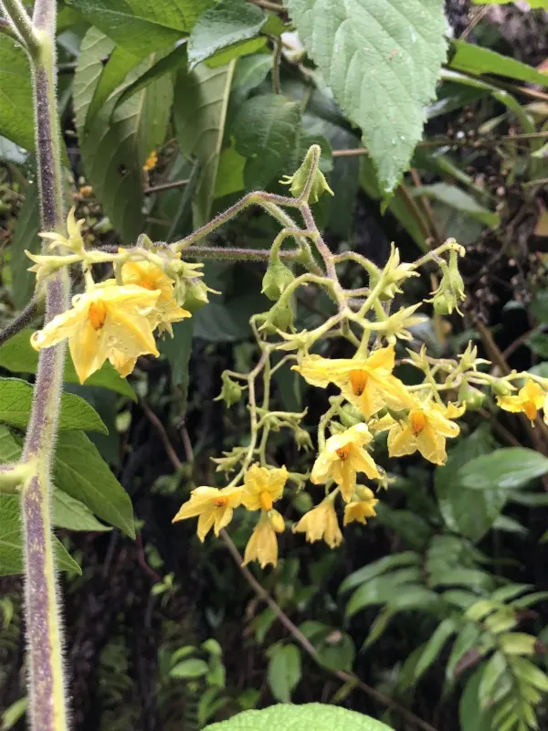 Walnut-leaved nightshade