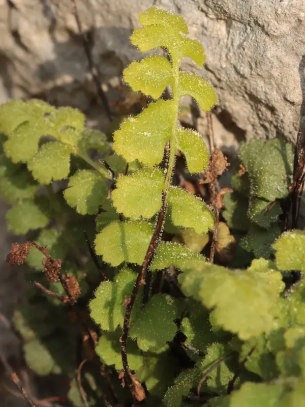 Petrarch's spleenwort