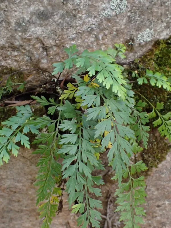 Asplenium aethiopicum
