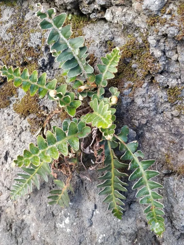 Asplenium lolegnamense