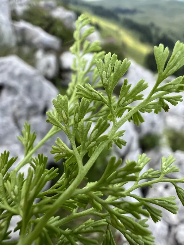 Asplenium fissum