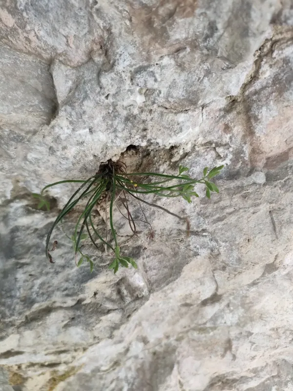 Asplenium seelosii