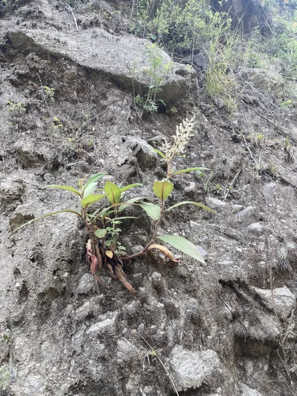 Soft knotweed