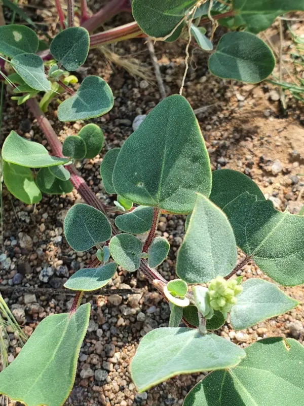 Chenopodium karoi