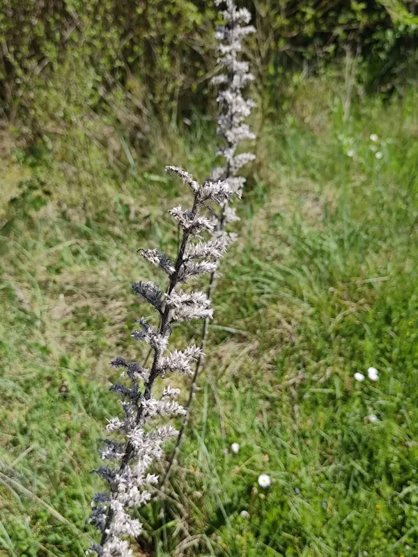 Italian viper's-bugloss