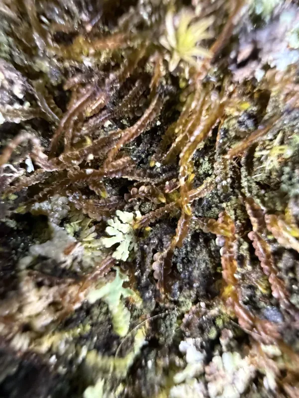 Odontoschisma sphagni