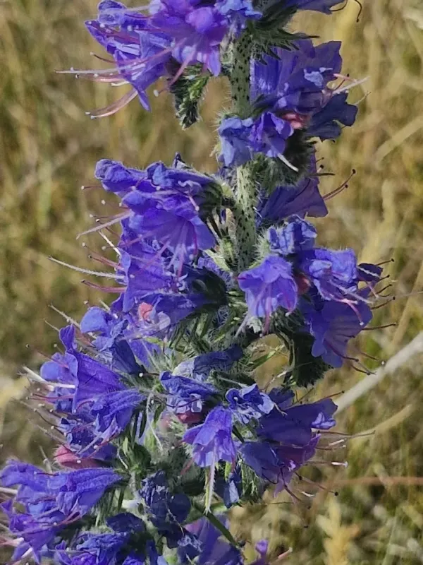 Viper's bugloss