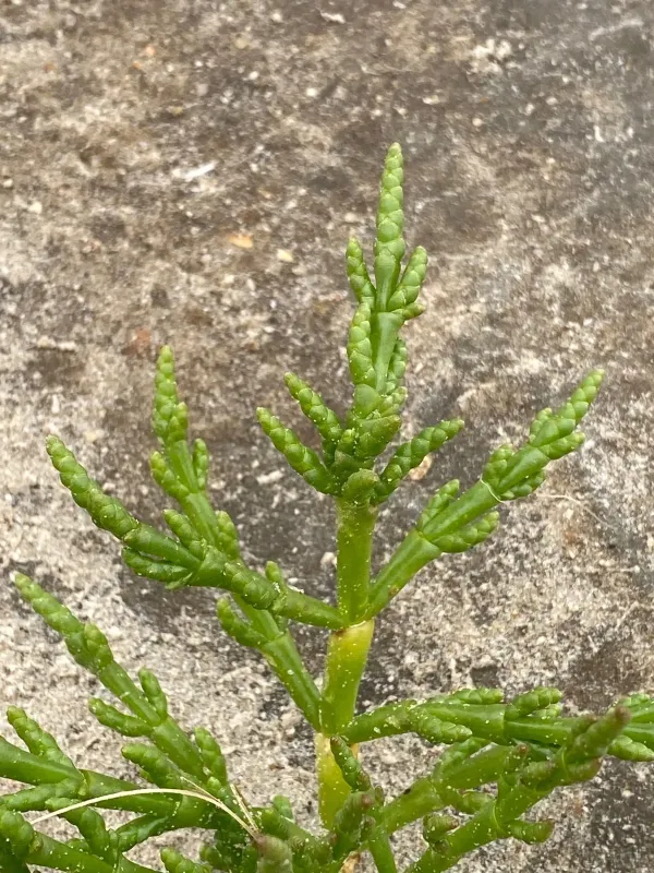 Salicornia ramosissima