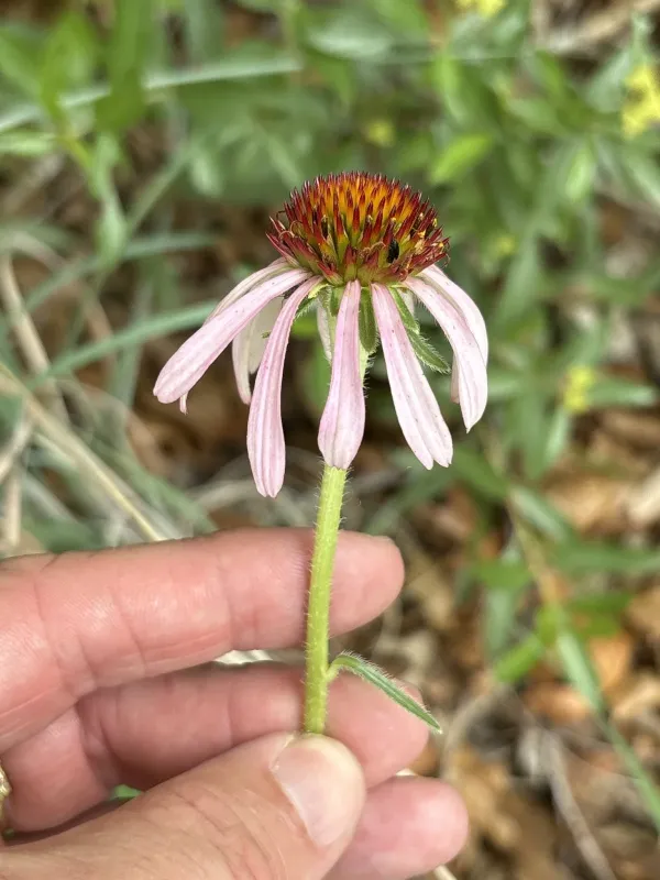 Hybrid coneflower