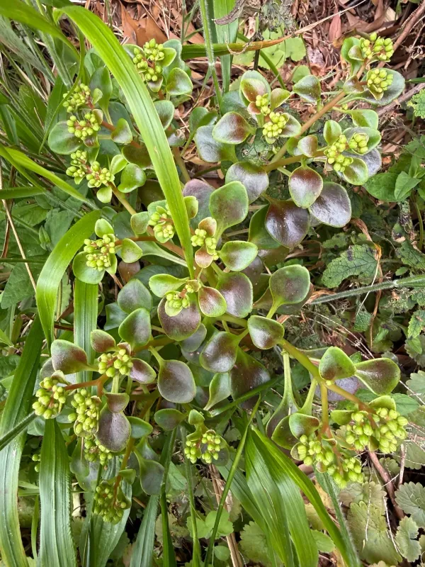 Aichryson divaricatum