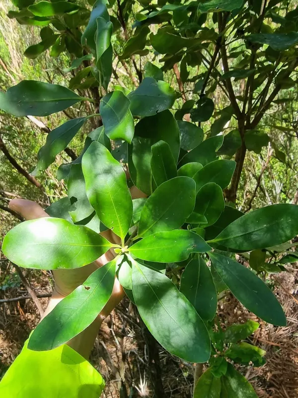 Pittosporum coriaceum
