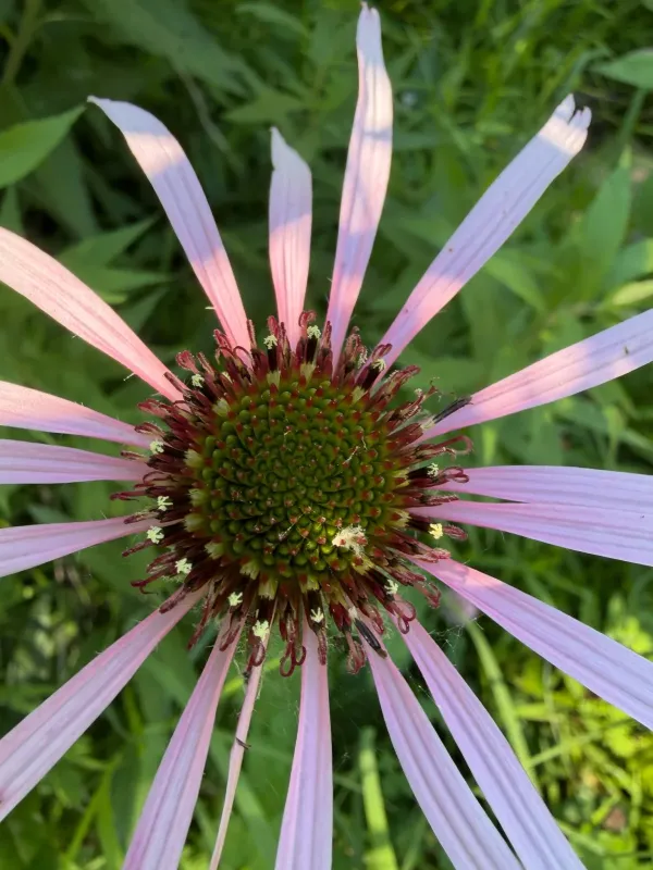 Echinacea
