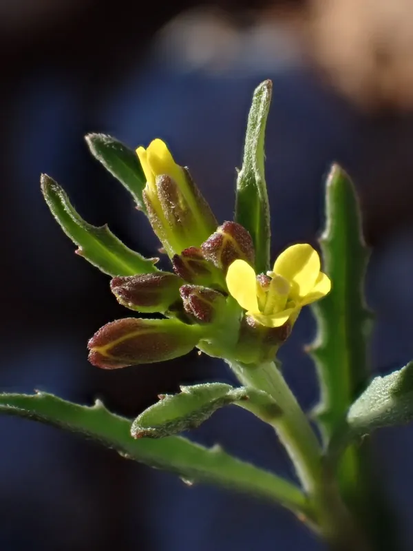 Erysimum incanum