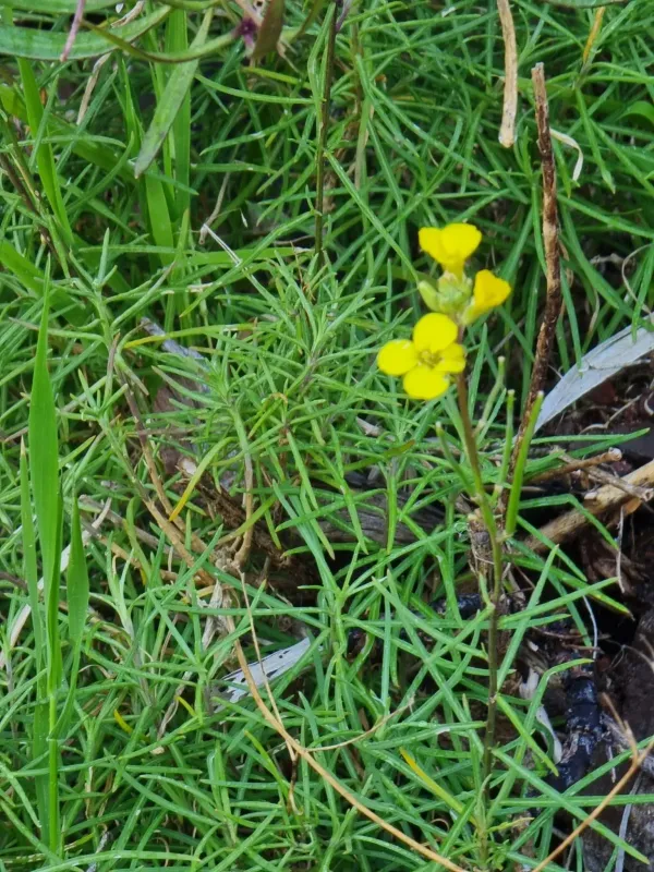Maderan wallflower
