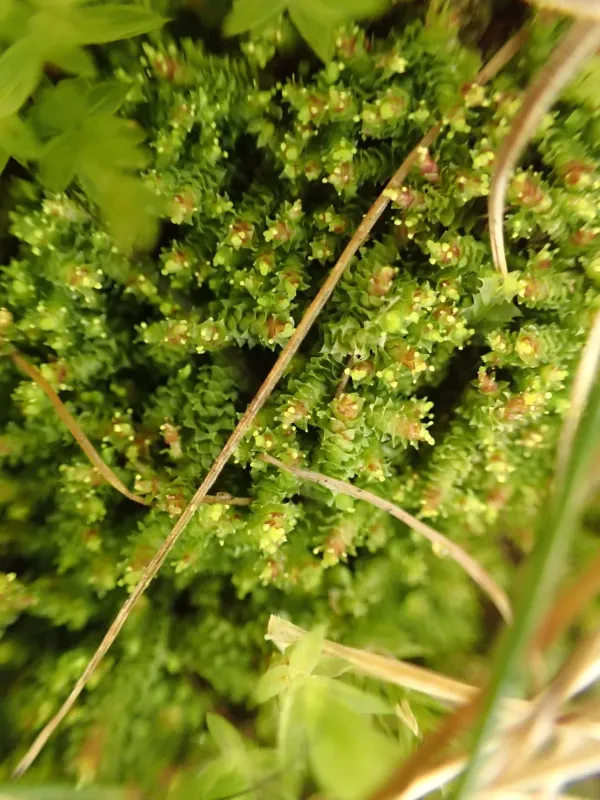 Lophozia ventricosa