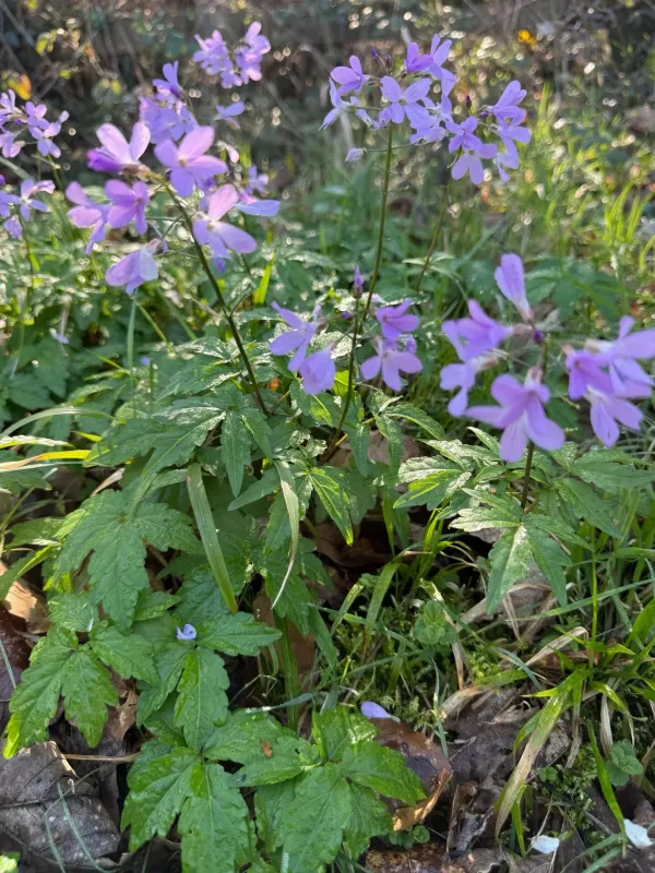 Cardamine quinquefolia