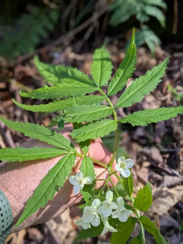 Cardamine kitaibelii