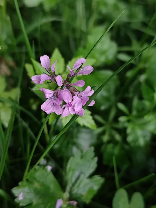 Cardamine chelidonia