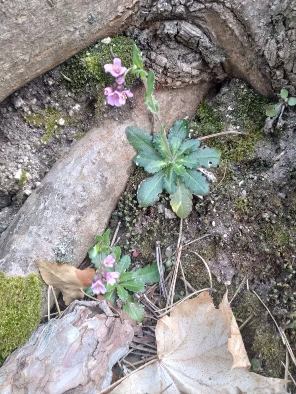 Arabis collina