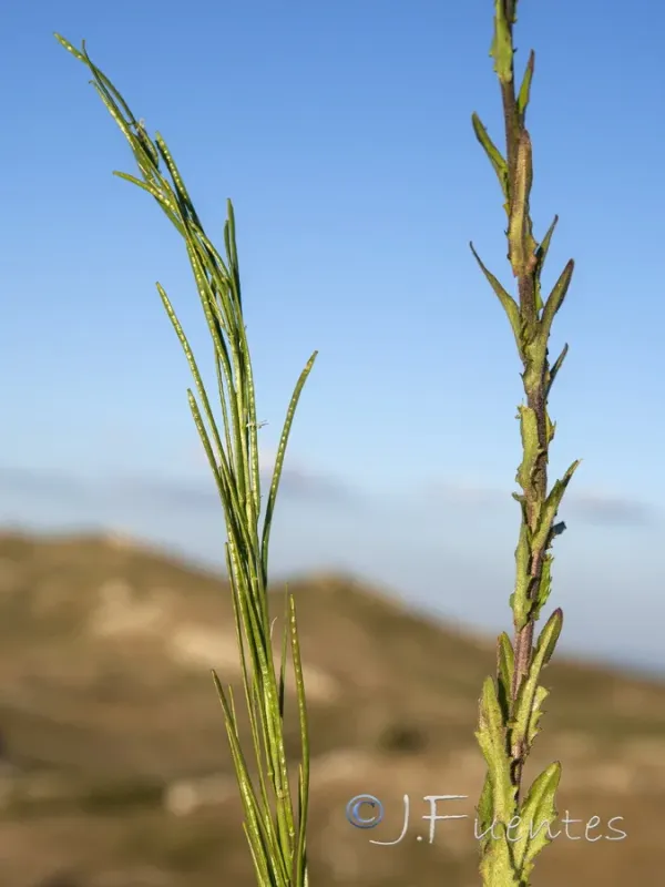 Резуха вузькоплідна
