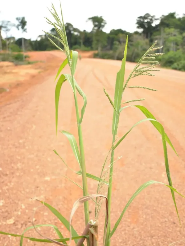 Burgu millet